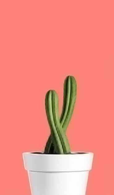 永久稳定供应的网络手机号在线发送